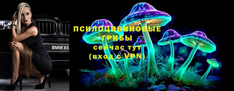 как найти   Белово  Псилоцибиновые грибы MAGIC MUSHROOMS 